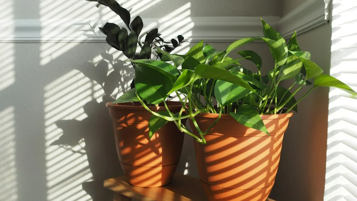 Ce que veut dire « sans lumière » pour une plante