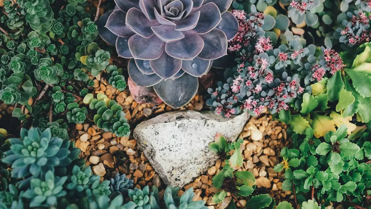 Plante qui demande peu d'eau : les 8 plantes les plus tolérantes